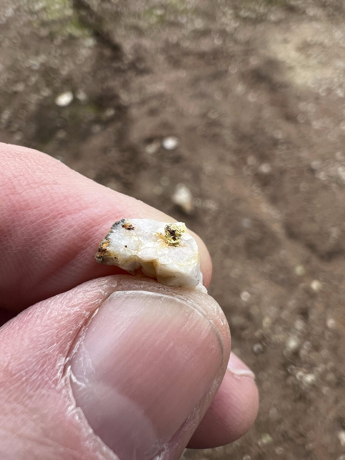 A small white quartz specimen with two clear gold inclusions, held between thumb and finger over a dirt path.