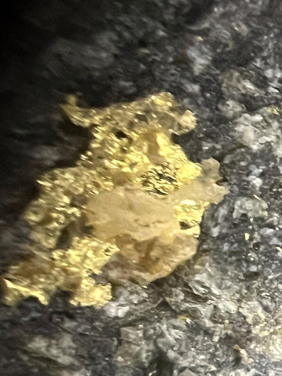 A folded, ragged sheet of gold sitting in dark slate matrix.